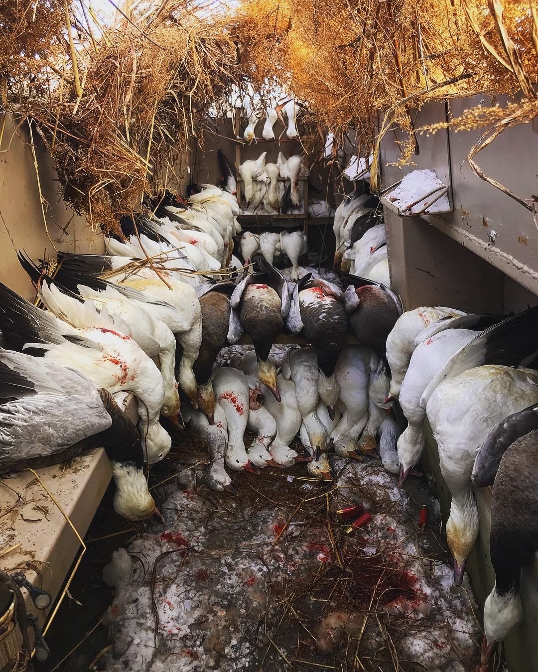 Welcome to Our Spring Snow Goose Hunting Images and Videos