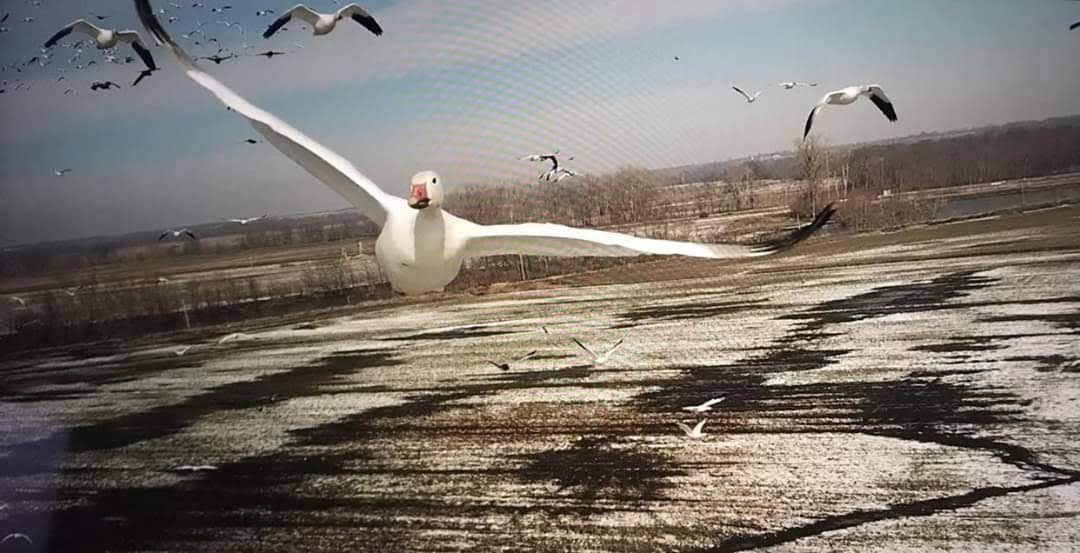 Snow Goose Drone Picture 2020