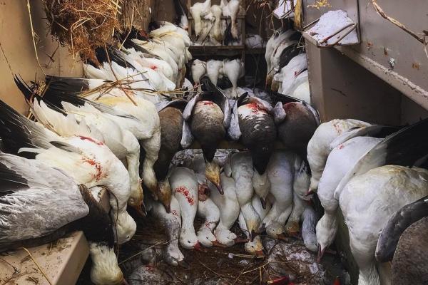 Welcome to Our Spring Snow Goose Hunting Images and Videos